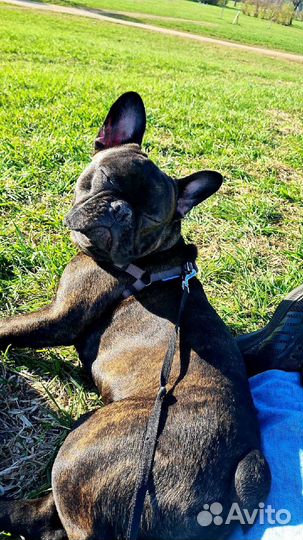 Французский бульдог вязка