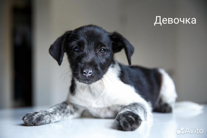 Щенок ищет дом