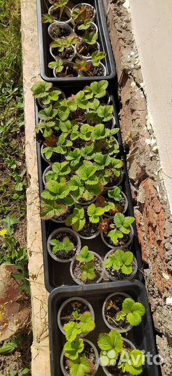 Рассада клубники