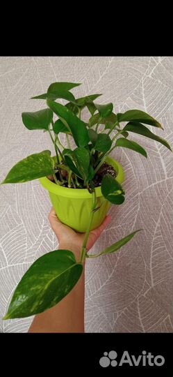 Сциндапсус золотистый