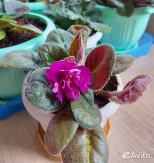 Цветущие фиалки