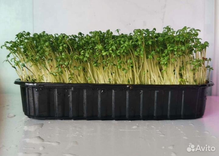 Микрозелень оптом и в розницу