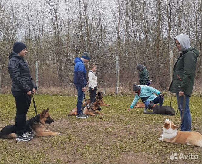 Дрессировка собак