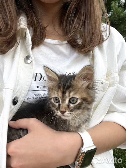 Котята Мейн-кун помесь