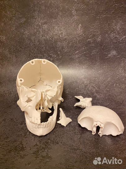 Череп анатомический