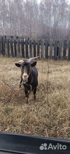 Коза дойная