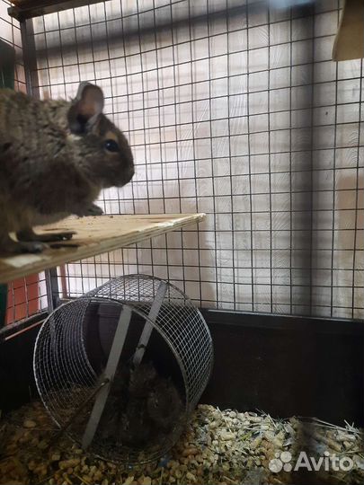 Чилийская белка дегу