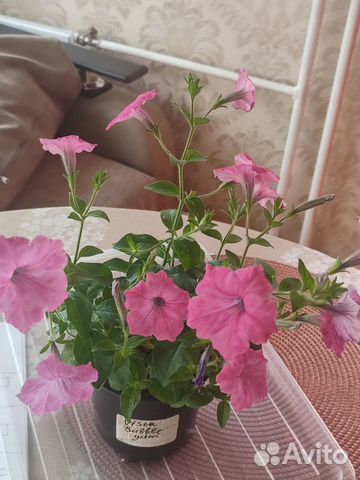 Вегетативная петуния vista bubblegum купить в Москве | Товары для дома ...