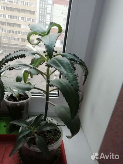 Продам цветы коланхоэ лечебный