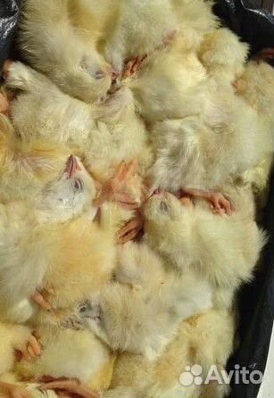 Суточные цыплята шоковой заморозки