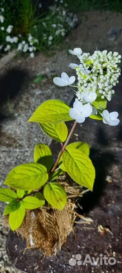 Гортензия саженцы