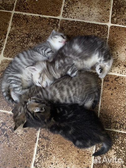 Британские котята