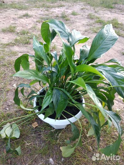 Спатифиллум