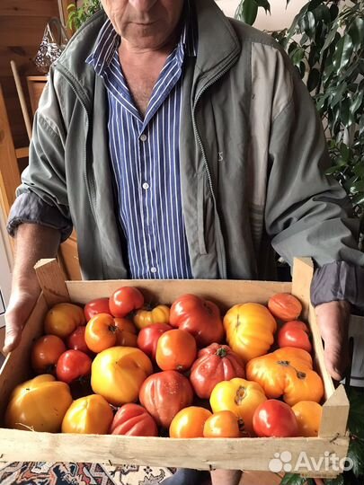 Рассада овощей