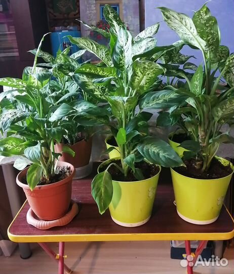 Диффенбахия