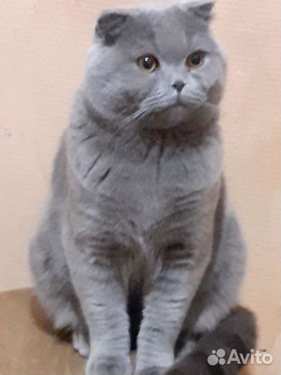 Британский кот на вязку