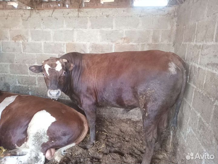 Бараны и бычки