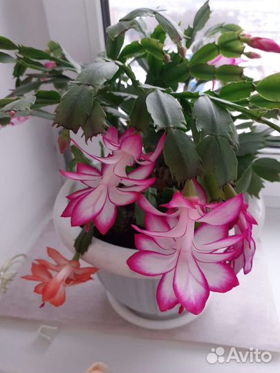 Декабристы-Шлюмбергеры, здоровые, пышные