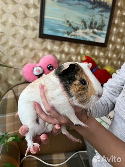 Морские свинки