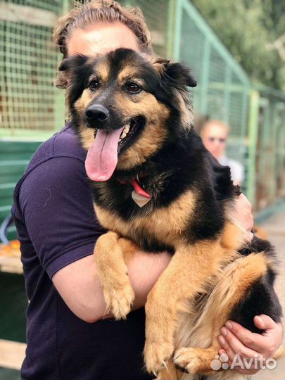 Маленькую Грету предали и бросили хозяева