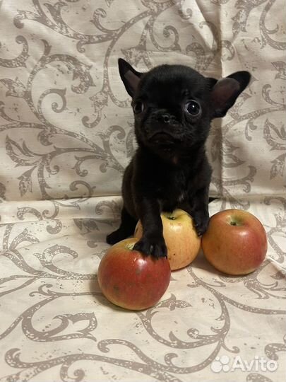 Чихуахуа супер мини мальчик с короткой мордочкой