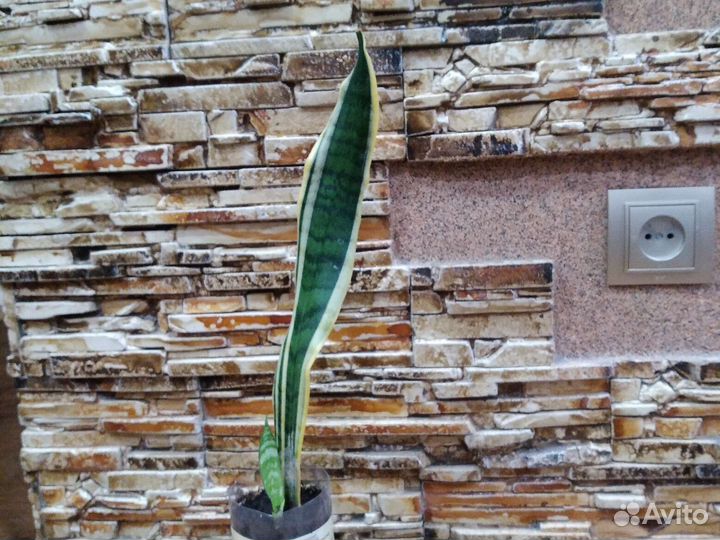 Сансевиерия сортовая Ханни