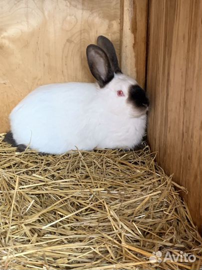 Продаю кроликов
