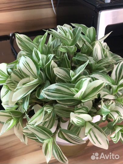 Комнатные растения