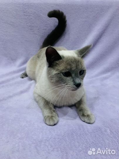 Панда ищет дом