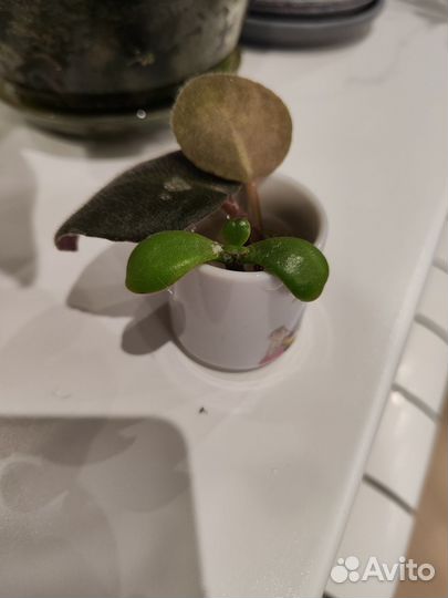 Фиалка розовая, денежное дерево (Толстянка)