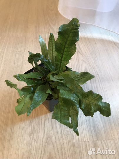 Микросорум крокодил