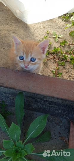 Котята в самые добрые руки