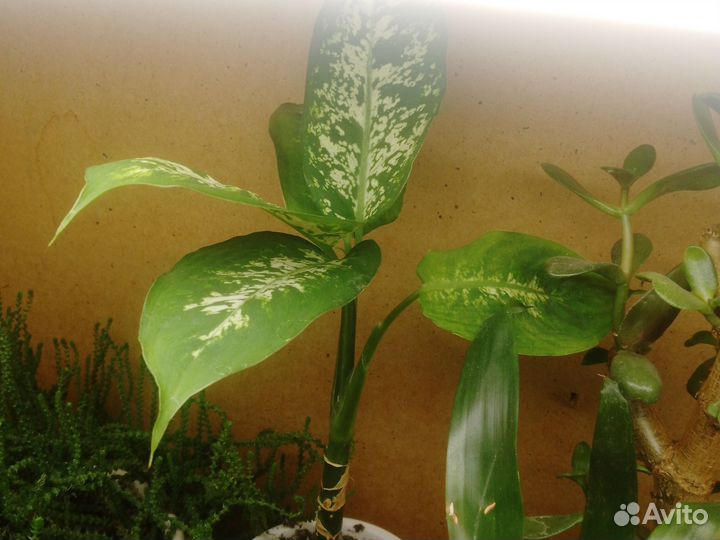 Зелёный друзья