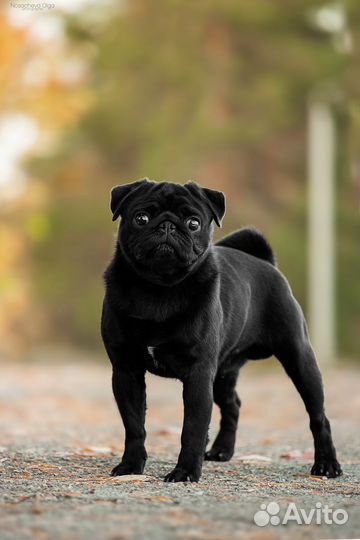 Мопс для вязки