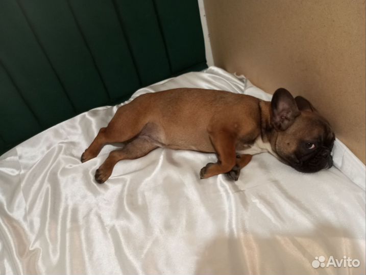 Французский бульдог