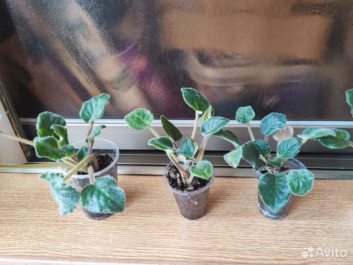 Фиалка Весна