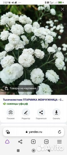 Жемчужница (тысячелистник)