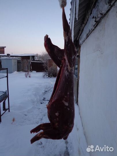 Мясо (тушка) зайца-русака дичь