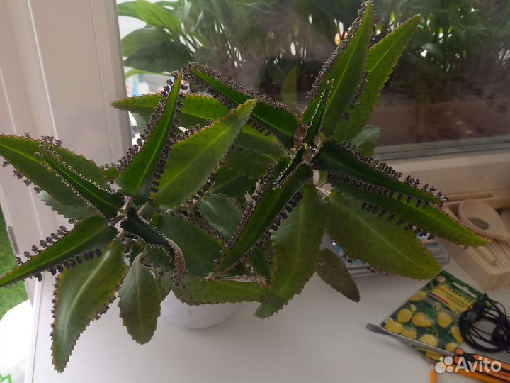 Каланхоэ лечебное