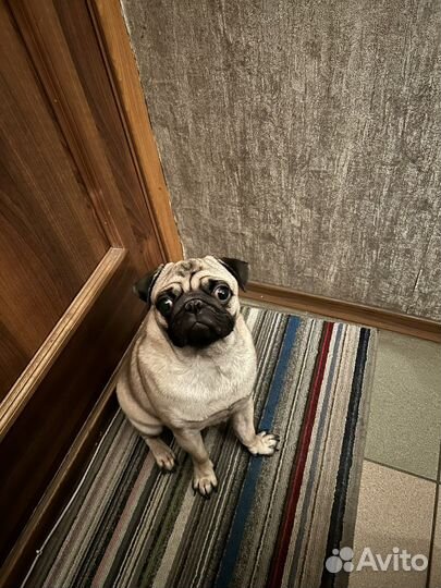 Мопс вязка мальчик