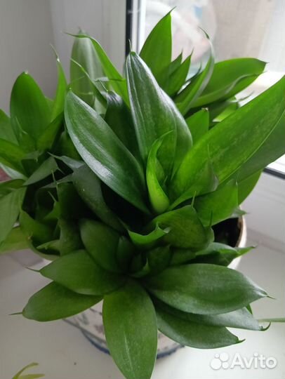 Сансевиерия щучий хвост