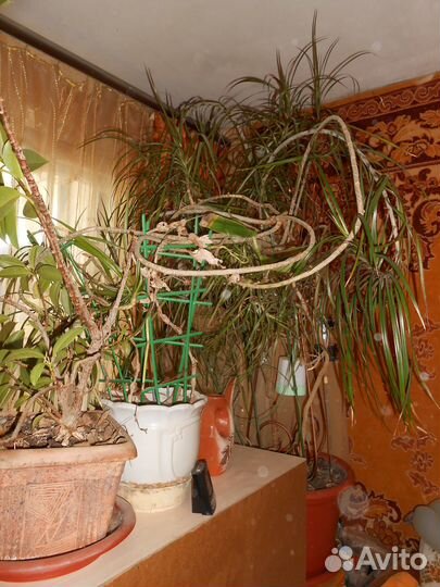 Готовый к посадке росток Драцены корни хорошие