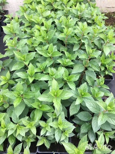 Гортензия метельчатая Литл Спуки