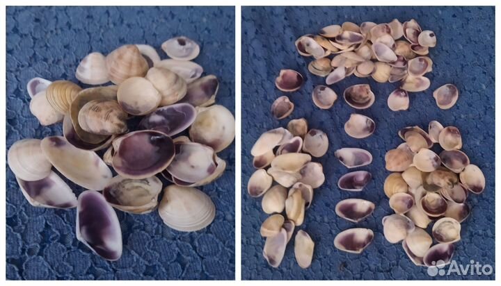 Морские ракушки