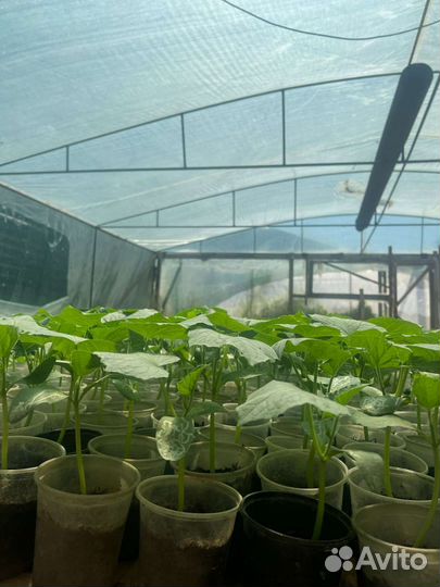 Рассада огурцов