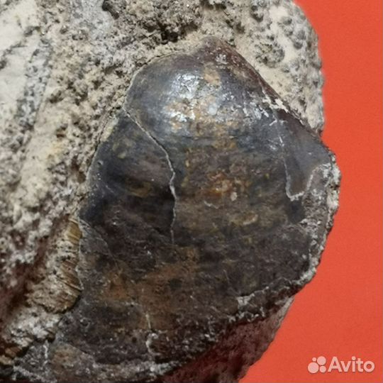 Пиритизированная ихтиофоссилия с двухстворкой