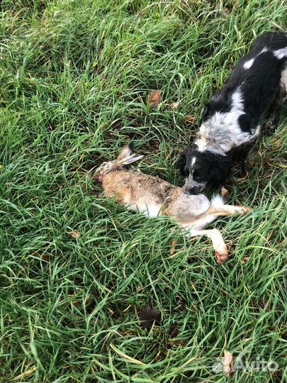 Русский охотничий спаниель