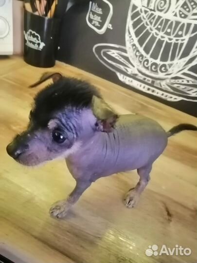 Китайская хохлатая голая