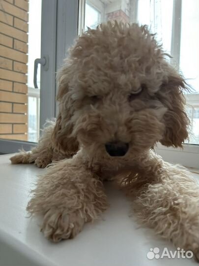 Карликовый пудель