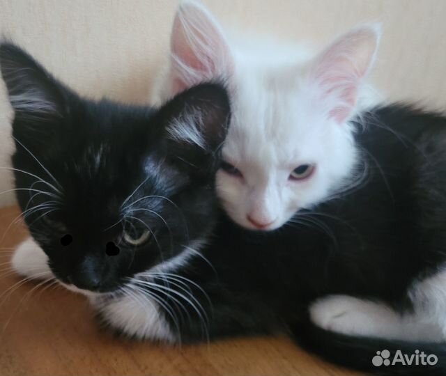 Замечательные котики